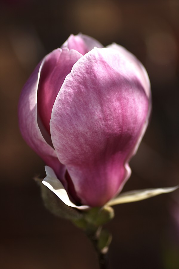 Magnolia Flowers Dream by Joy Watson